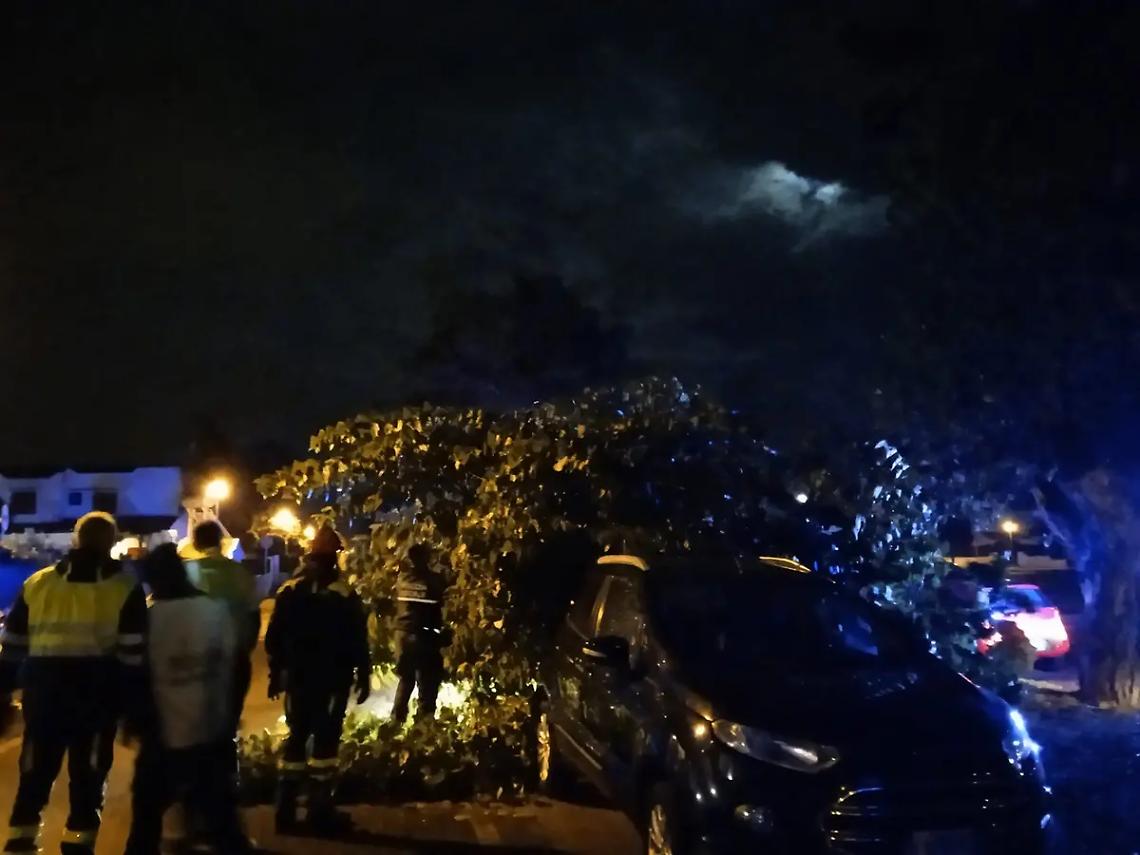 Crolla albero su due auto, paura a Cerenova