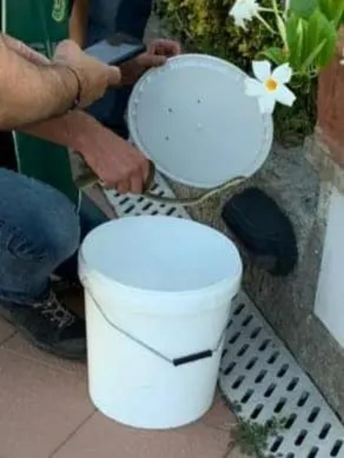 Serpente in una lampada: paura a Marina di S. Nicola