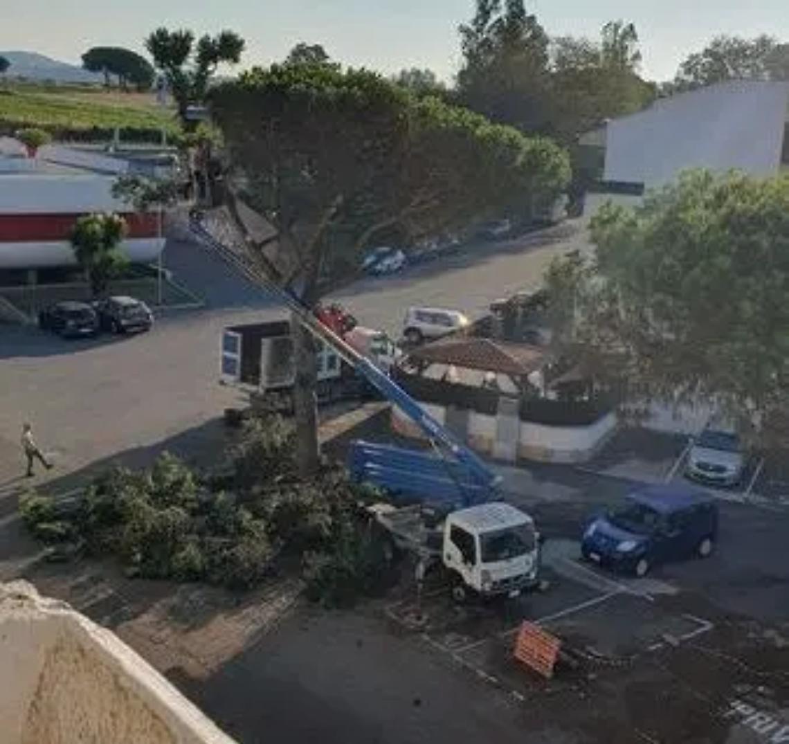 Pini malati: altri tagli a Cerenova