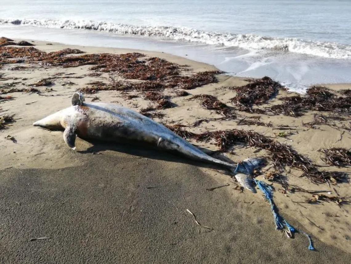 Tarquinia, delfino spiaggiato alle Saline, Paterna: evento tragico, ma non &egrave; colpa dell&rsquo;uomo