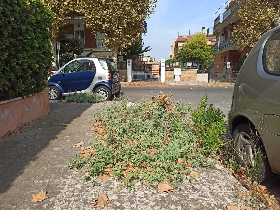 Marciapiedi giungla, il Pd annuncia esposto in Procura