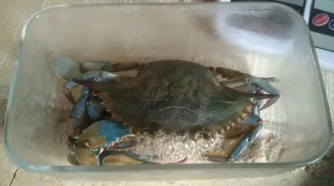 Anche la darsena &ldquo;invasa&rdquo; dal granchio blu