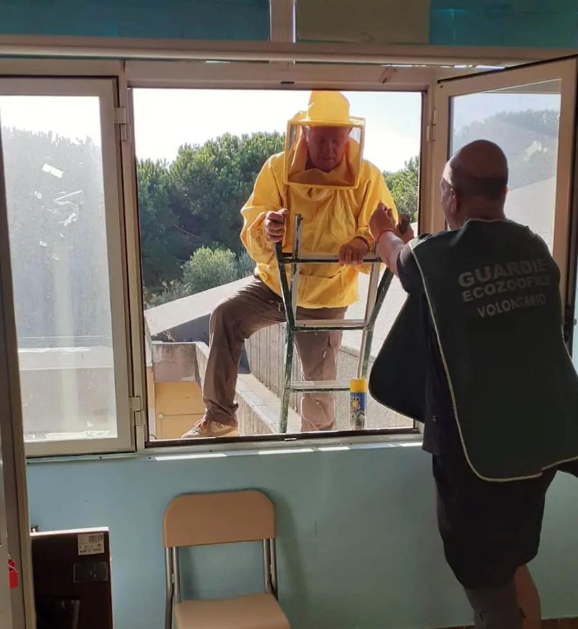 Vespe in classe, arrivano le zoofile e rimuovono il nido