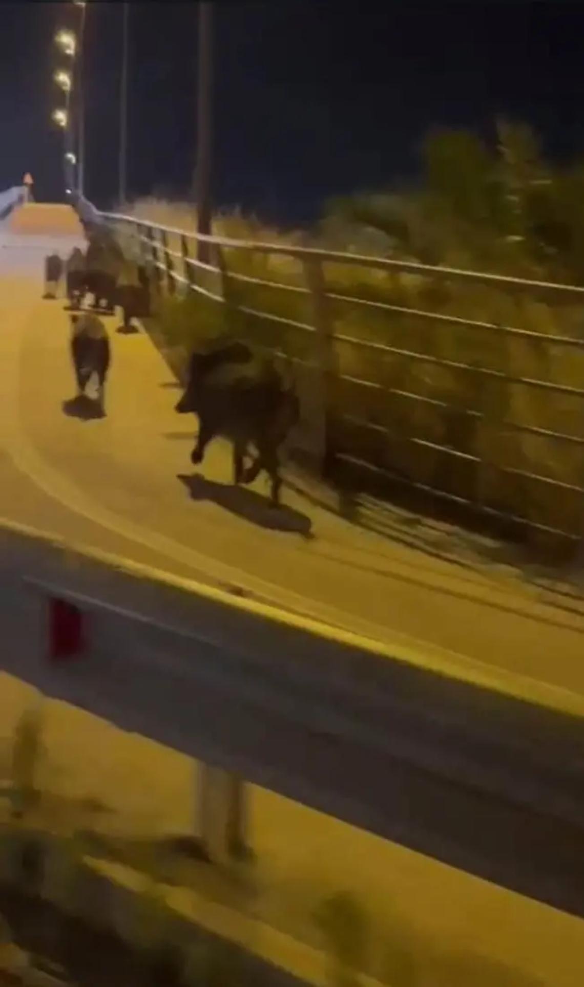 I cinghiali si avvicinano al centro. A spasso davanti scuole e biblioteca