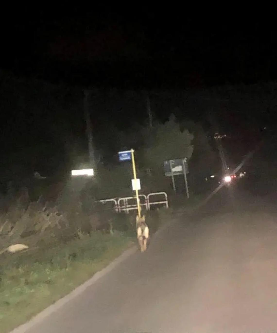 Tornano i lupi, pecore sbranate