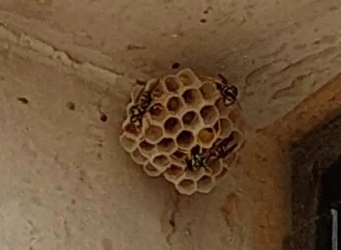 Vespa orientalis, altro nido a scuola