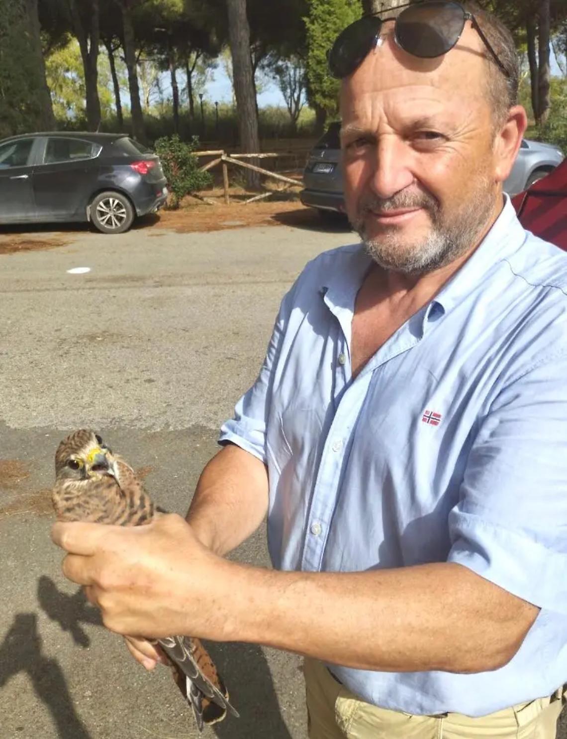 Tarquinia, salvato un falco