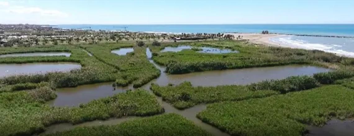 Torre Flavia: al via l&rsquo;inanellamento degli uccelli