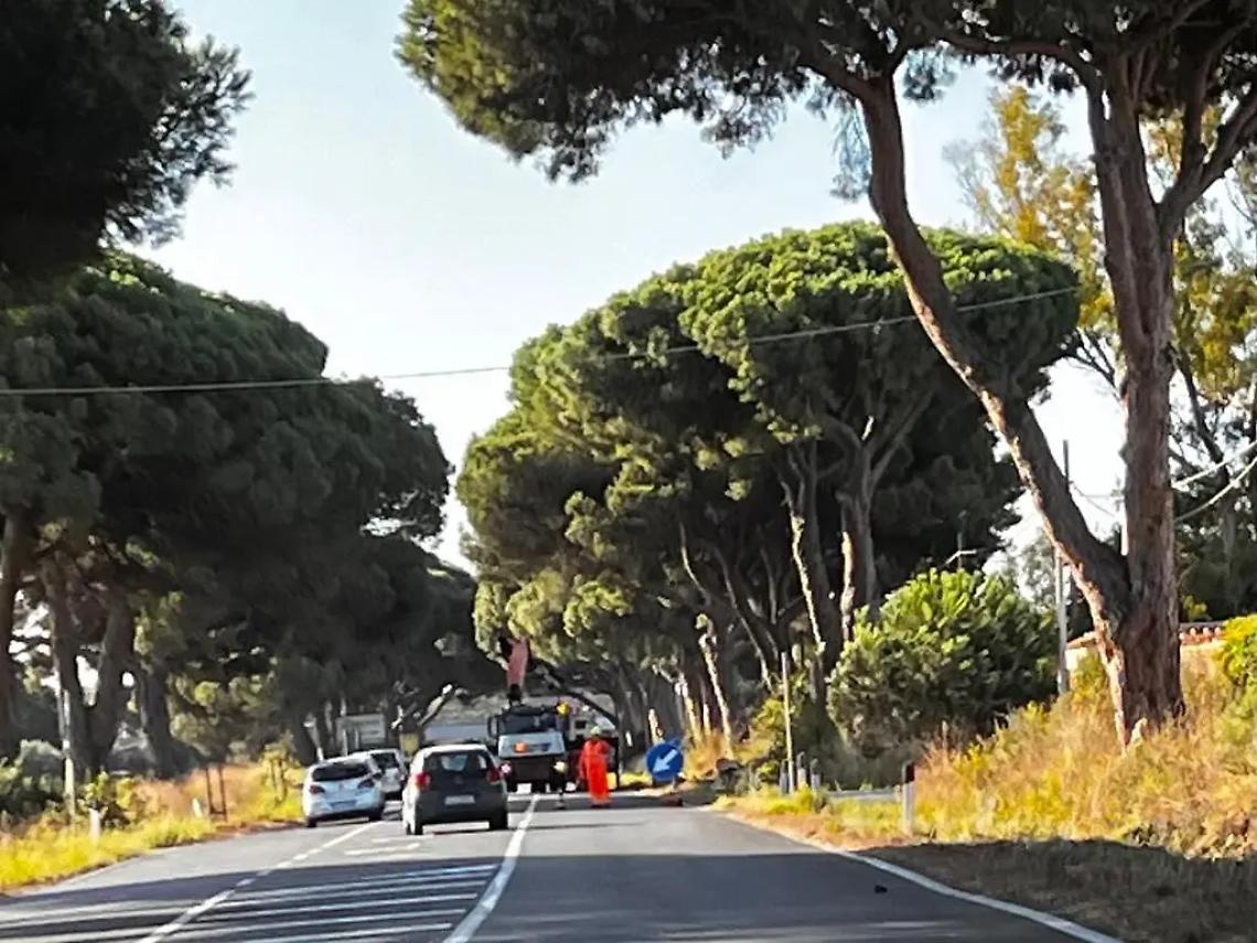 Altri pini rimossi: l&rsquo;Aurelia si spoglia