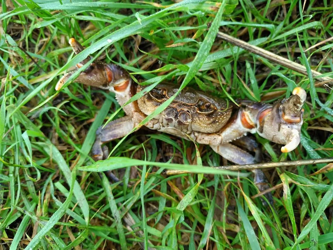 Granchio blu: la specie aliena arriva anche sul piatto