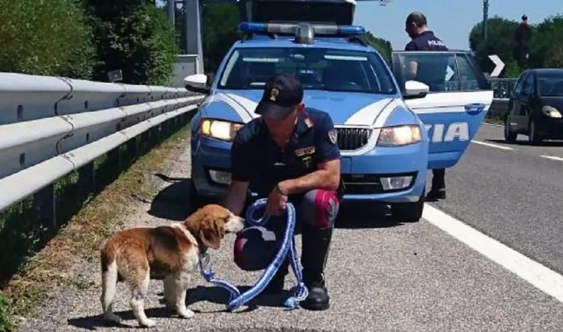 Polizia stradale di Viterbo salva due cani in superstrada