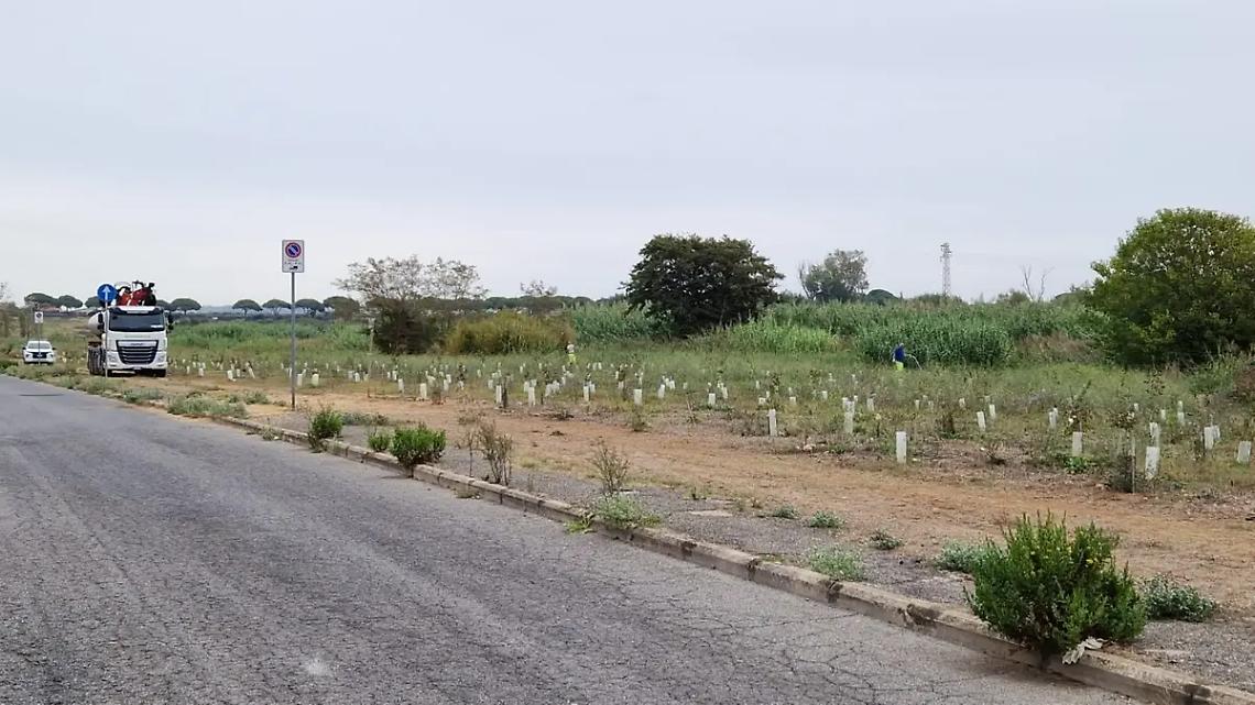 &laquo;Arbolia, le piantine stanno sopravvivendo&raquo; &ndash; L&rsquo;INTERVENTO