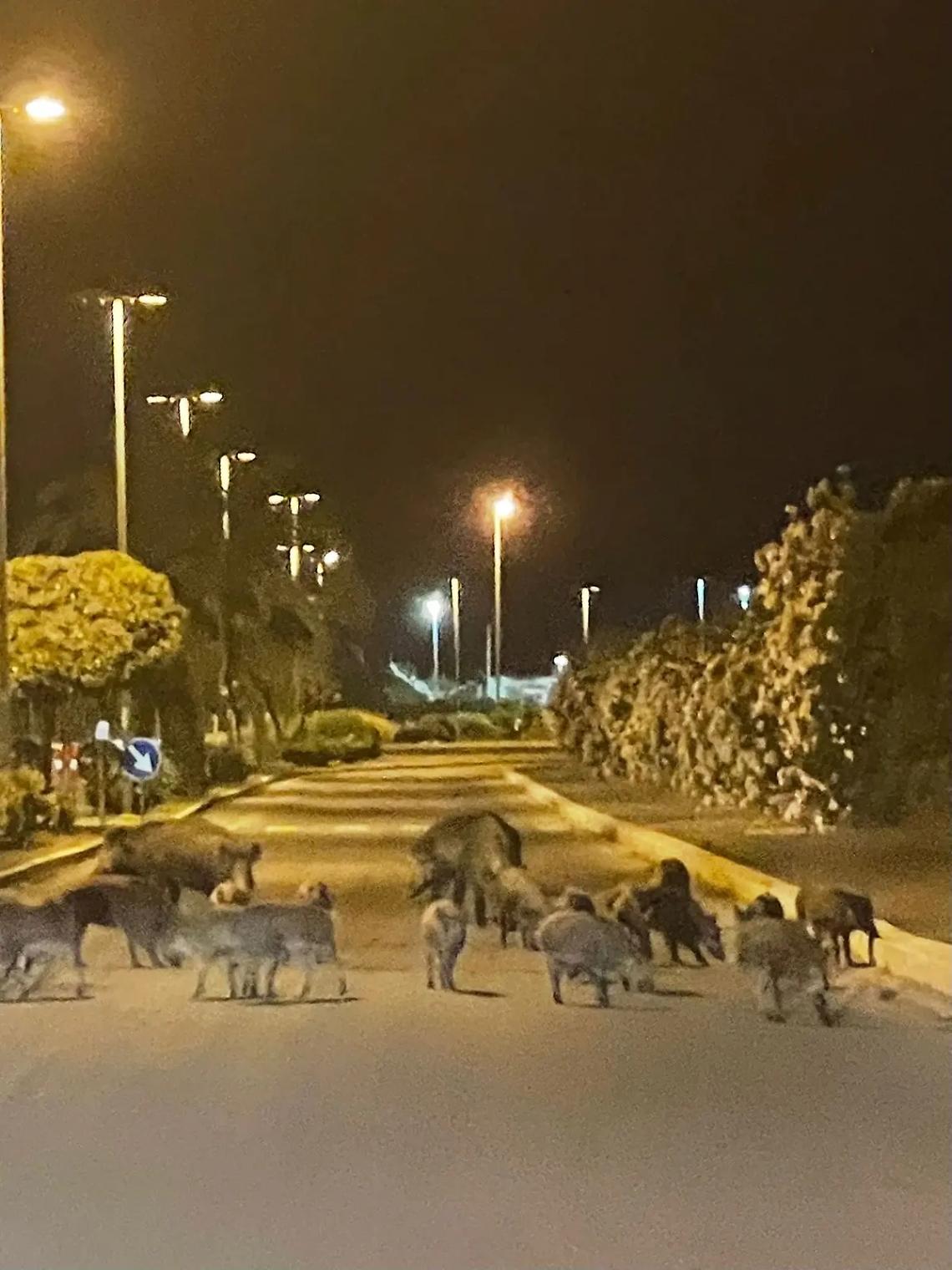 Choc in strada: donna assalita dai cinghiali