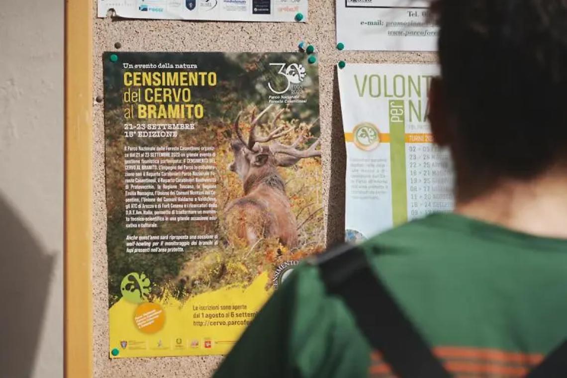 Parco delle foreste casentinesi, alla scoperta del cervo