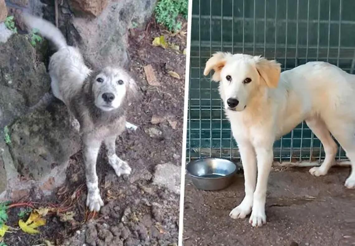 Cucciolo legato e abbandonato nell&rsquo;incuria