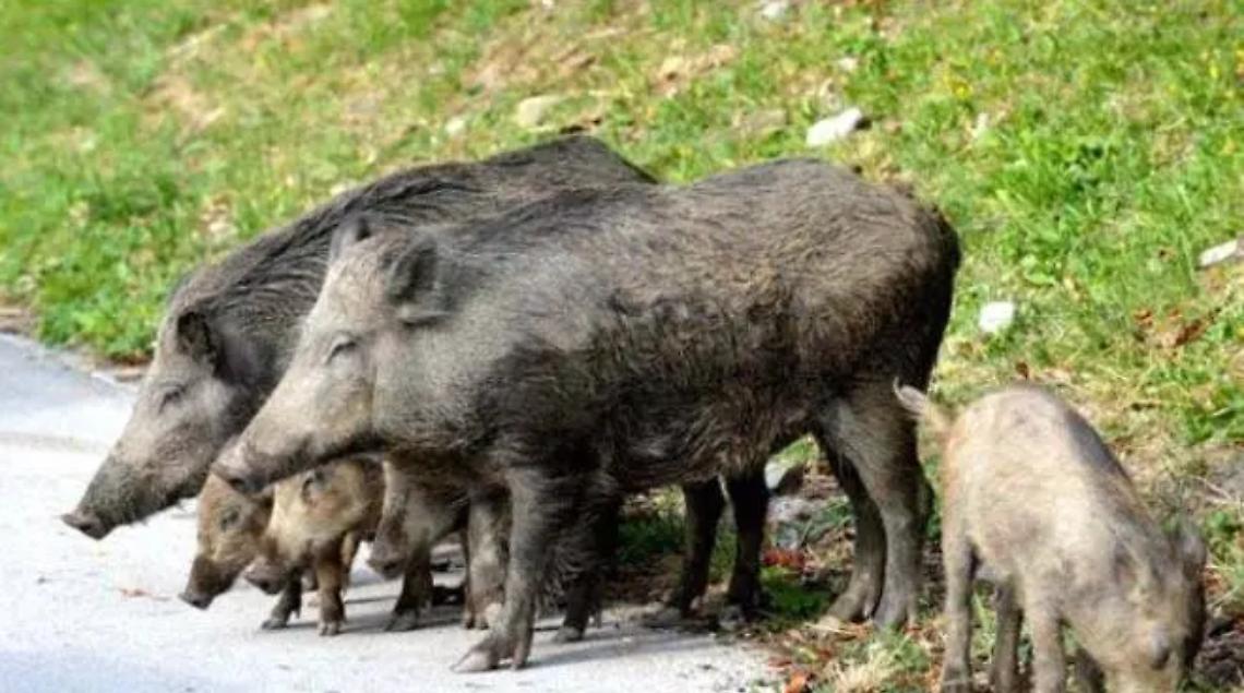 Emergenza cinghiali a Leprignana: arriva l&rsquo;ordinanza del sindaco con le misure di prevenzione