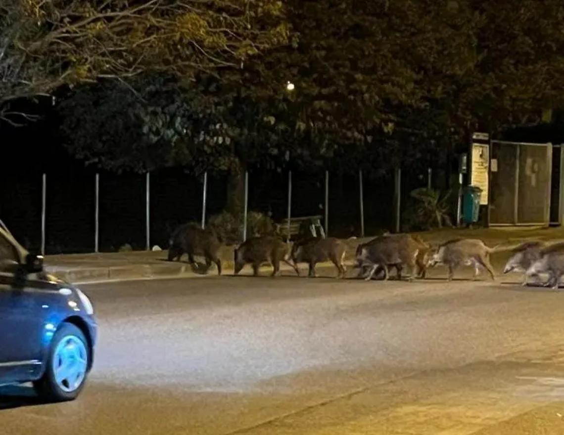 I cinghiali invadono il piazzale del municipio e il dog park