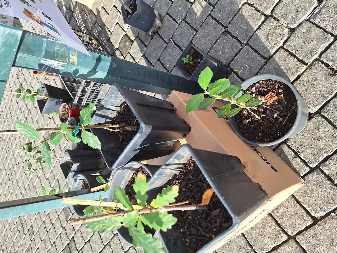 Successo per &ldquo;Adotta e Cresci una Quercia&rdquo;