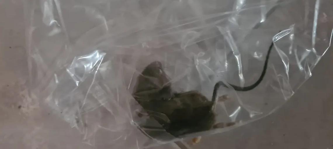 &laquo;Cerveteri &egrave; invasa dai topi, chiediamo la derattizzazione&raquo;