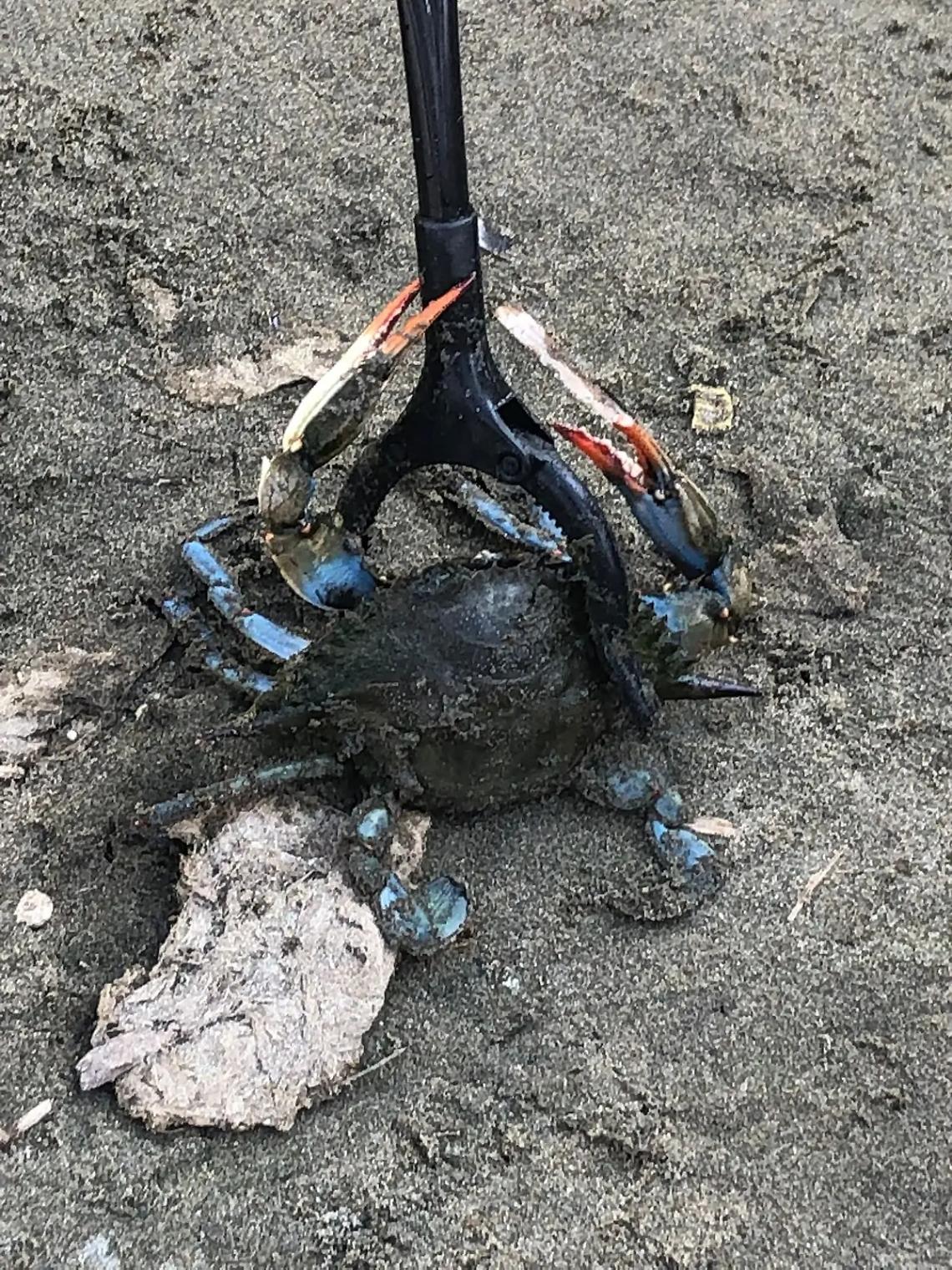&ldquo;Granchio blu a Torre Flavia, necessario monitorarne la presenza&rdquo;