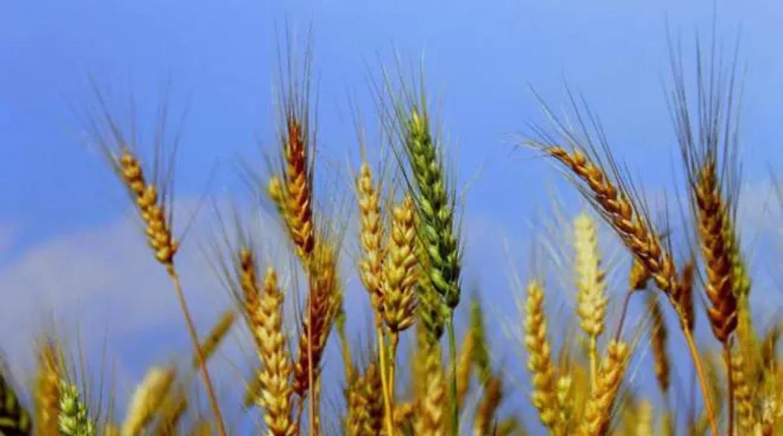 &ldquo;Coltiviamo le nostre eccellenze&rdquo;: in Comune un convegno sull&rsquo;agricoltura