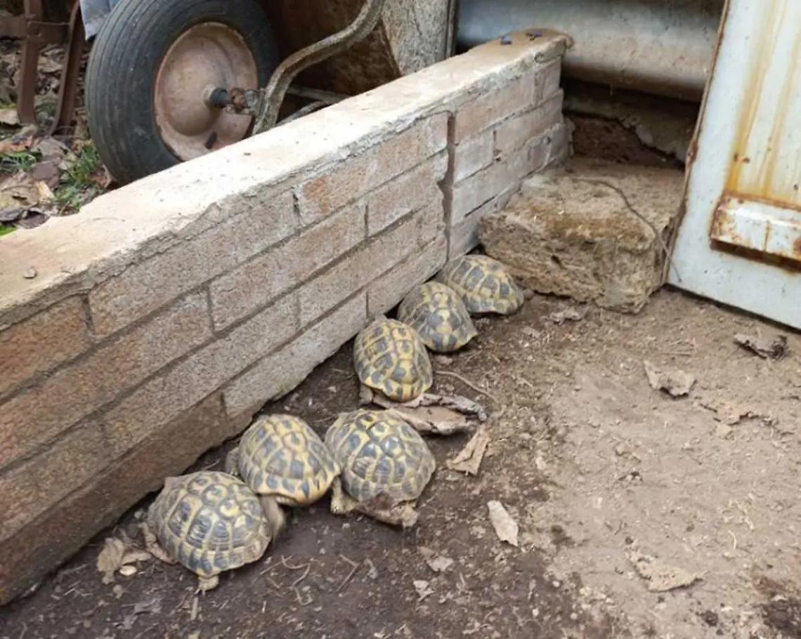 Civita Castellana: tortore da collare e tartarughe di terra detenute illegalmente