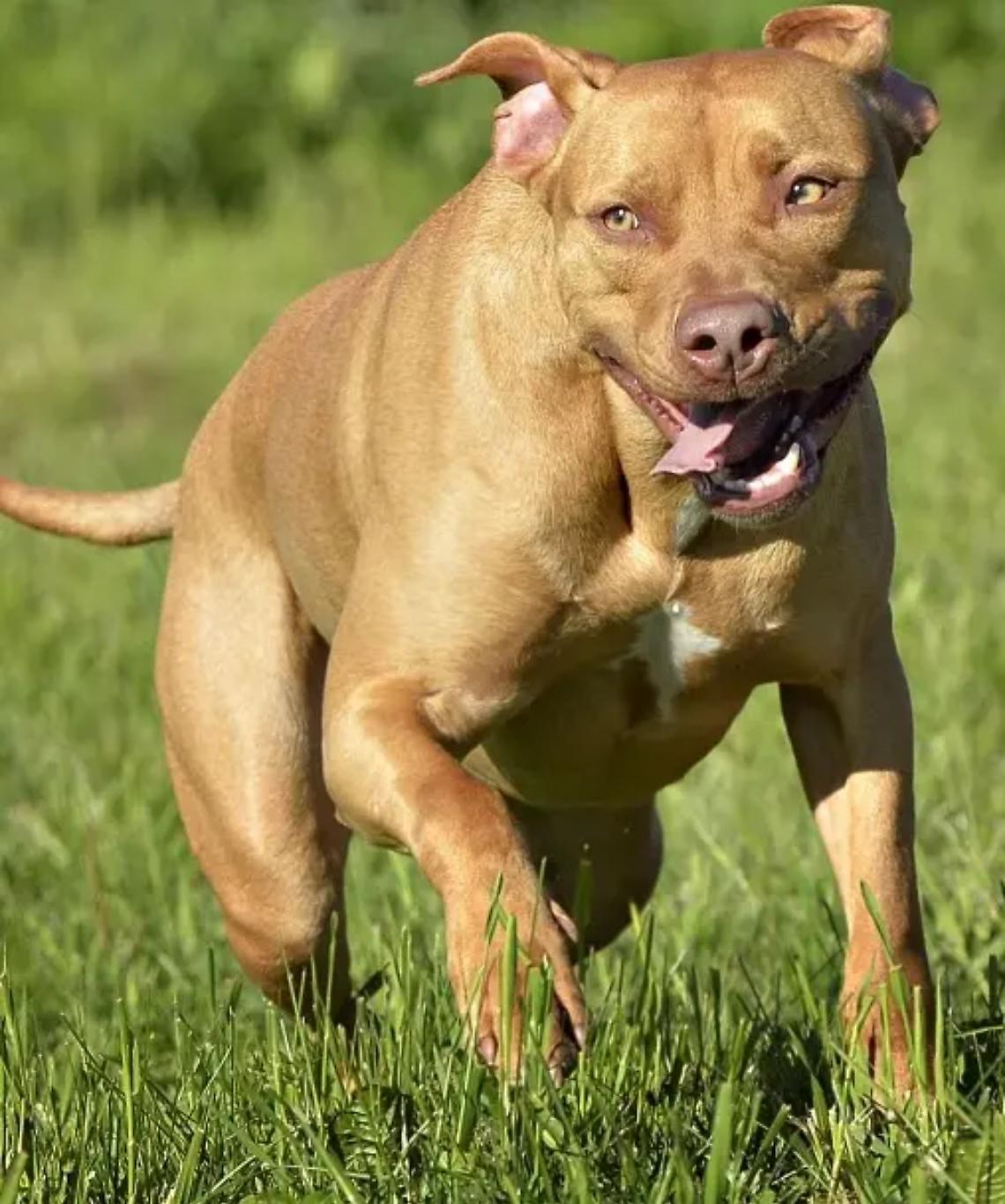 &laquo;Quel pitbull ha assalito me e il mio cane&raquo;