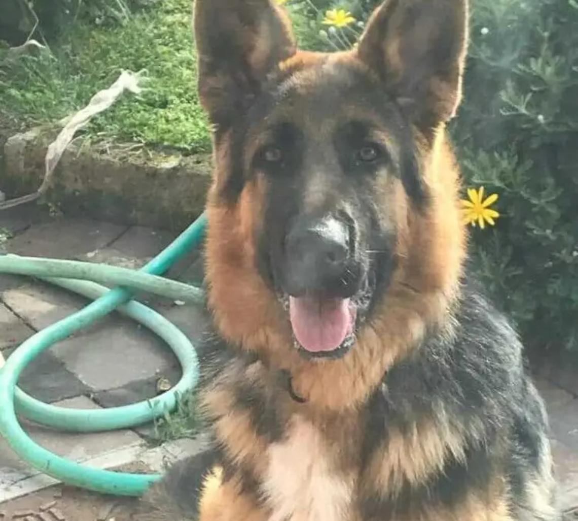 Travolto e ucciso in campagna poi abbandonato in cunetta