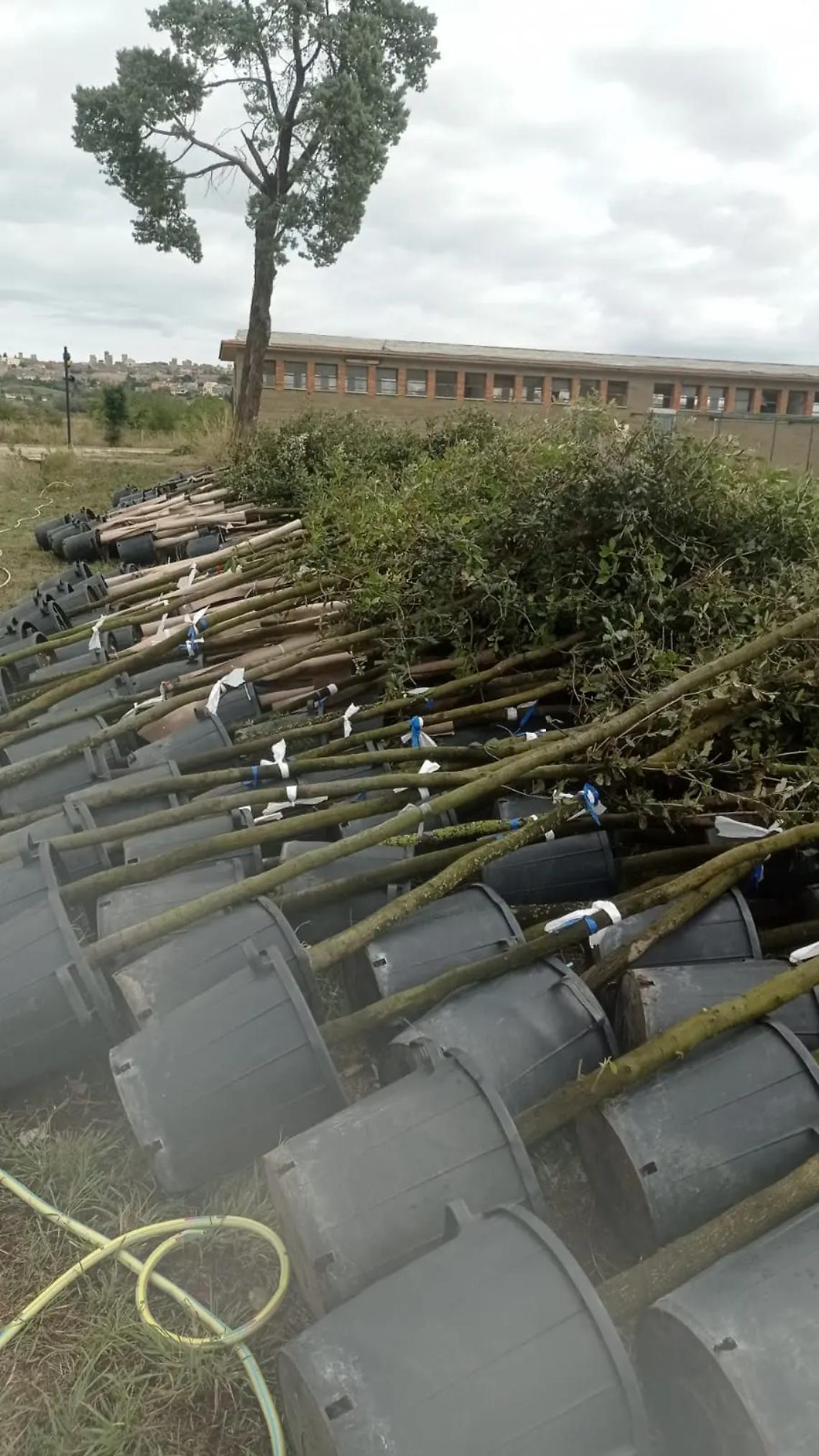 Tarquinia, Progetto ossigeno: ben 1200 tra alberi e arbusti in fase di piantumazione