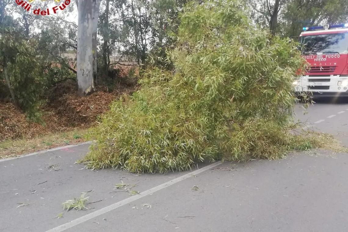 Alberature a via Fontanatetta, Arsial chiarisce le competenze