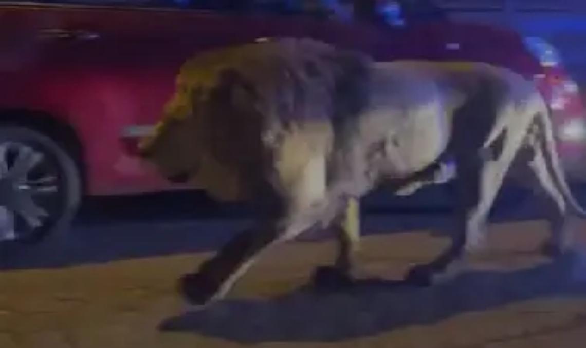 Ladispoli: scappa un leone dal circo. Paura tra le vie della citt&agrave; VIDEO