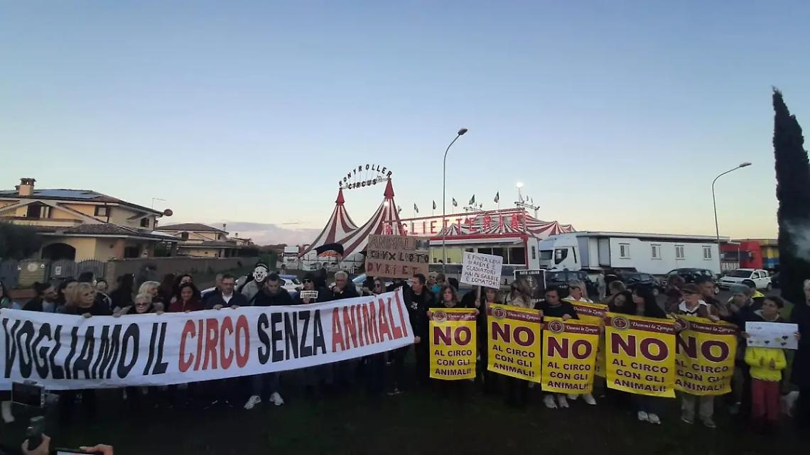 Leone fuggito dal circo, la protesta si infiamma