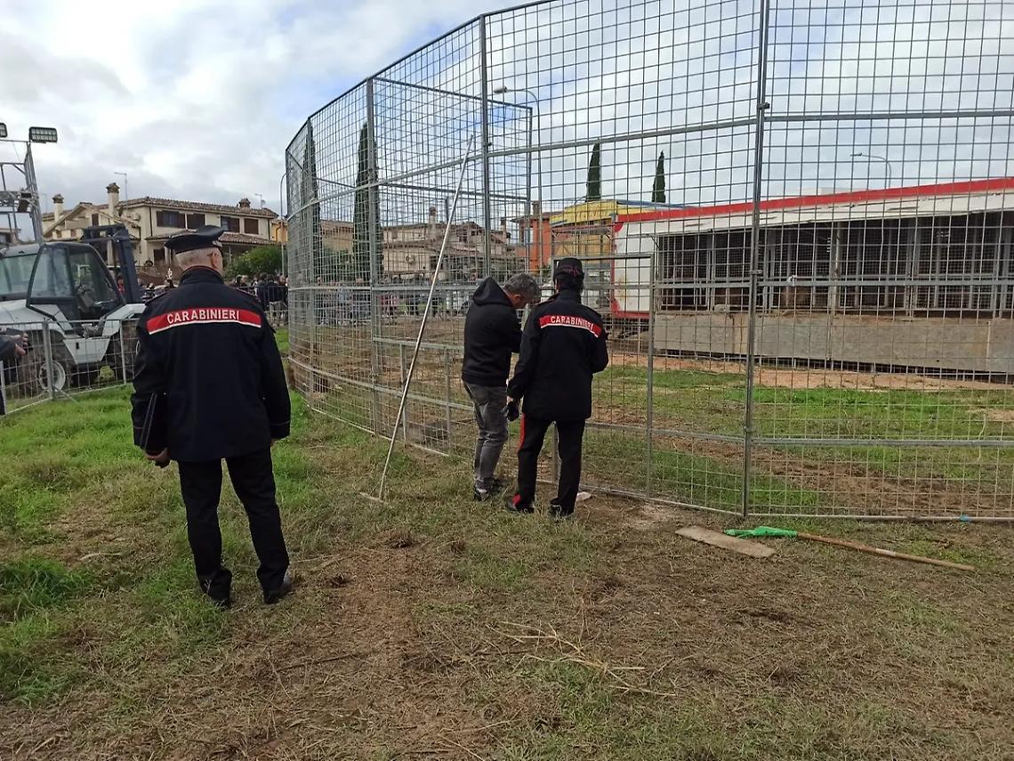 Leone fuggito, il circo sporge denuncia: forse un sabotaggio &ndash; LE INTERVISTE VIDEO