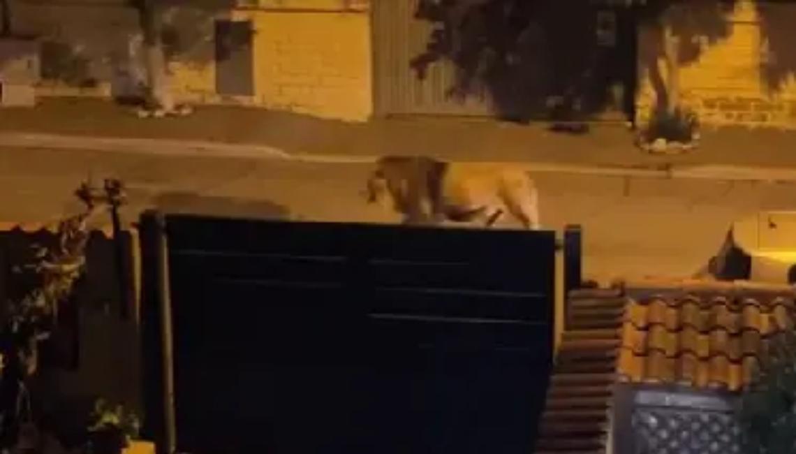 &laquo;La modalit&agrave; di cattura era giusta&raquo;