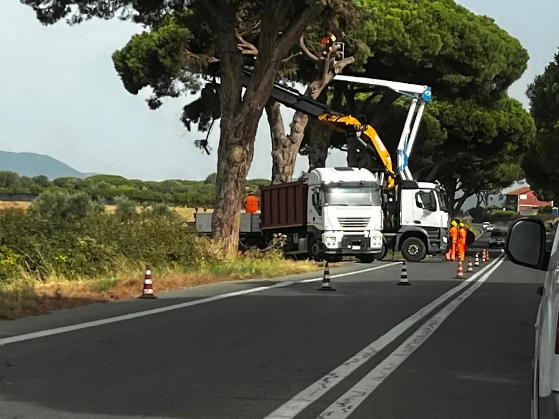 Pini tagliati sull&rsquo;Aurelia, i dem incalzano l'amministrazione