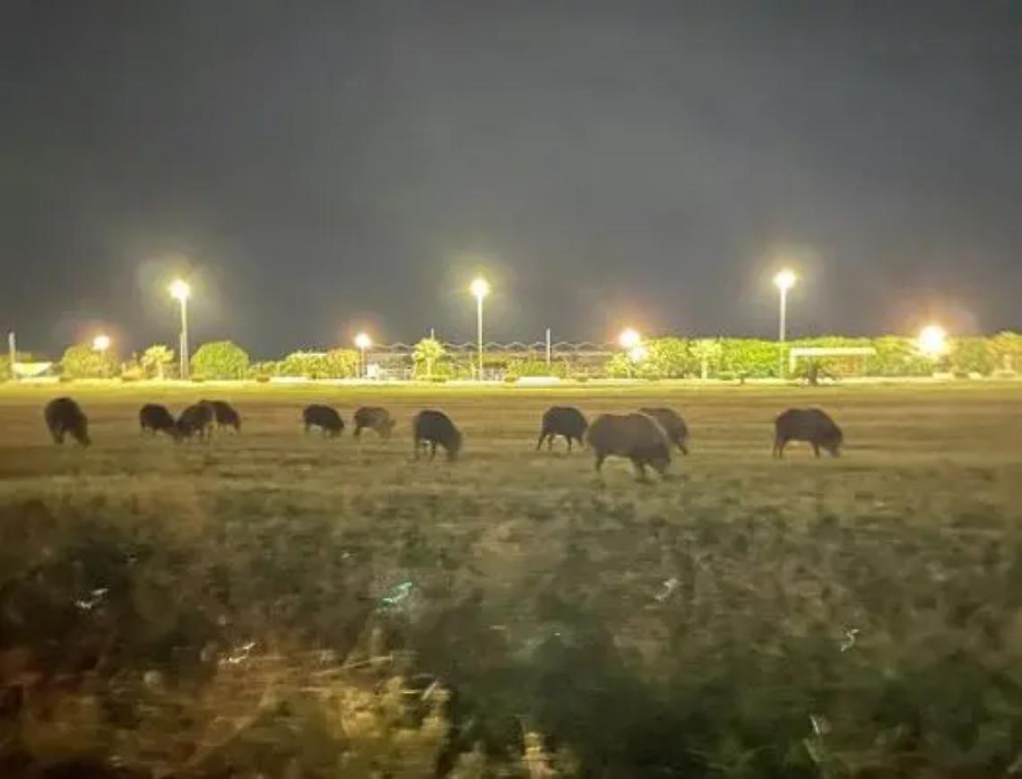 &laquo;Emergenza cinghiali, pronti con le gabbie&raquo; &ndash; L&rsquo;INTERVENTO VIDEO