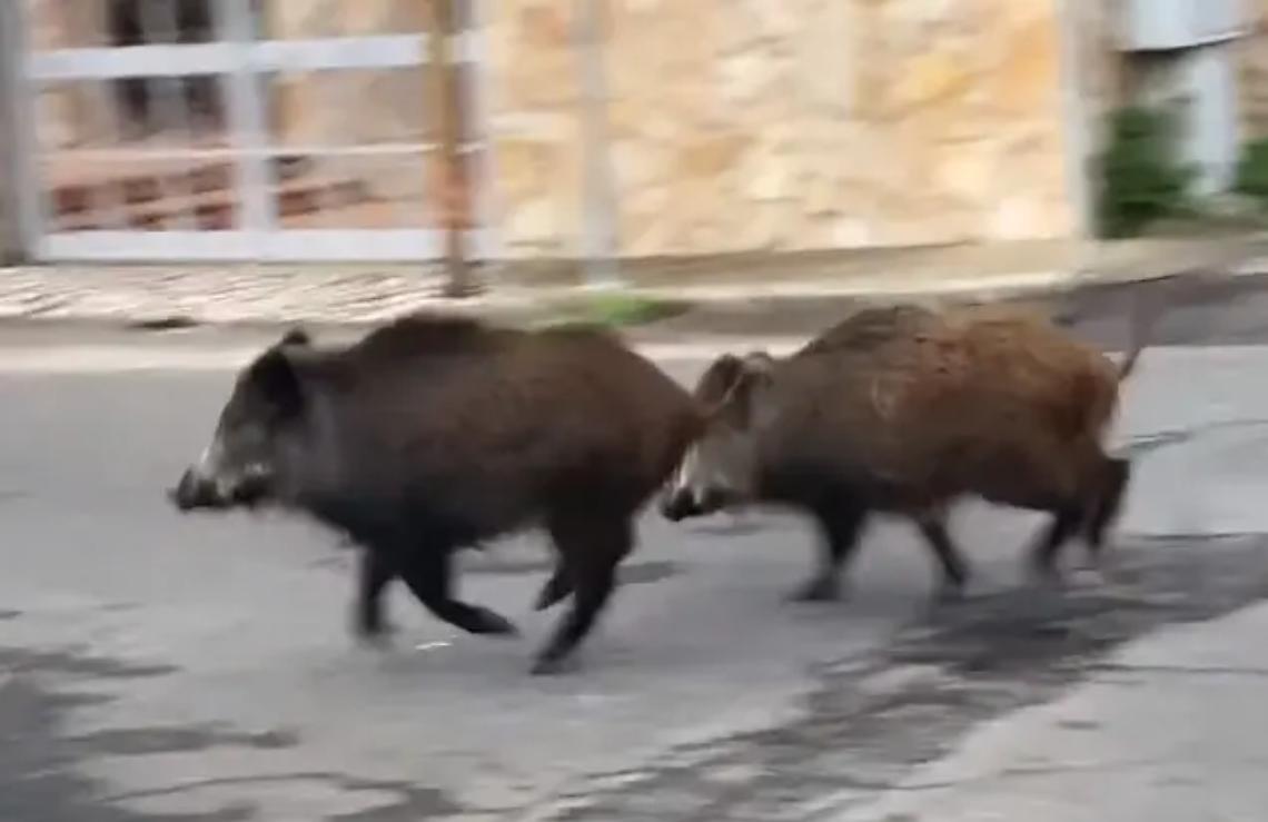 La corsa dei cinghiali in zona Caere Vetus