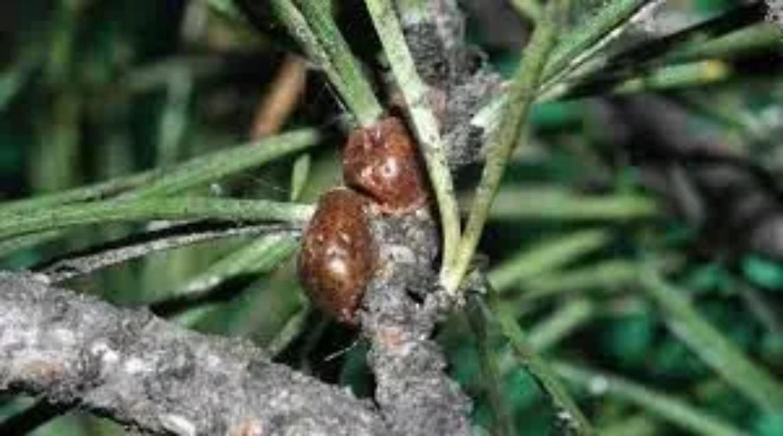 Punteruolo rosso, una mozione per chiedere di prevenire