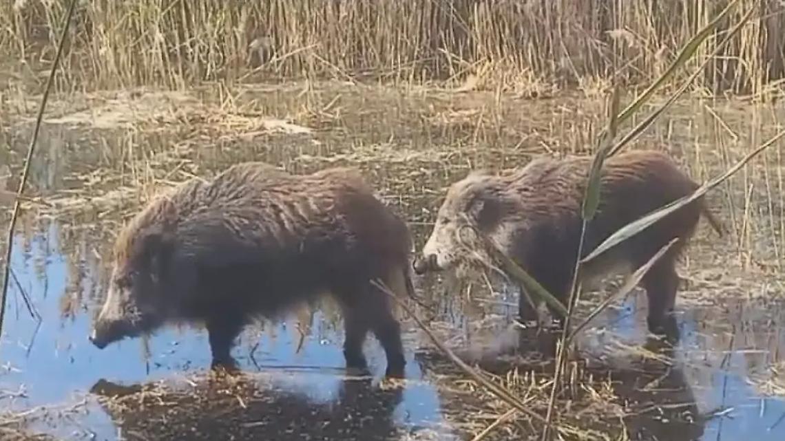 Escursione con sorpresa: arrivano i cinghiali &ndash; IL VIDEO