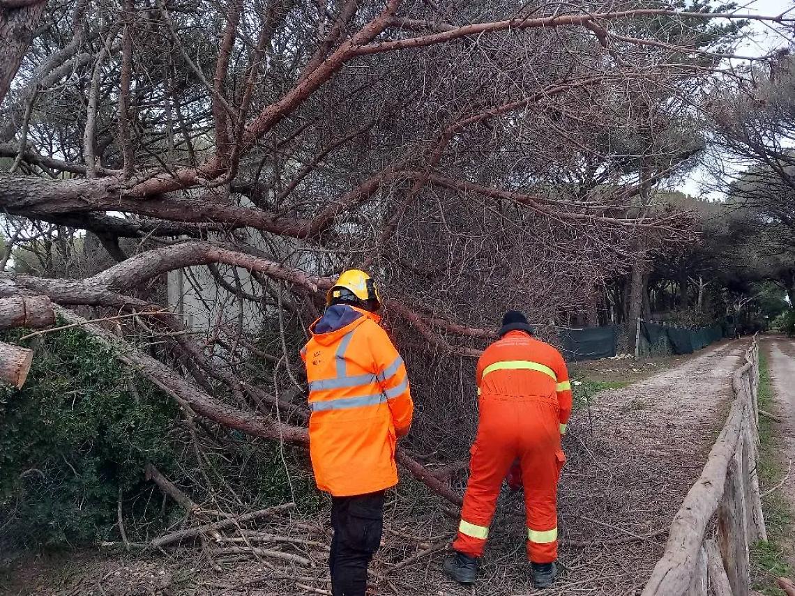 Tarquinia, cade grosso albero: intervento dell&rsquo;Aeopc a Spinicci