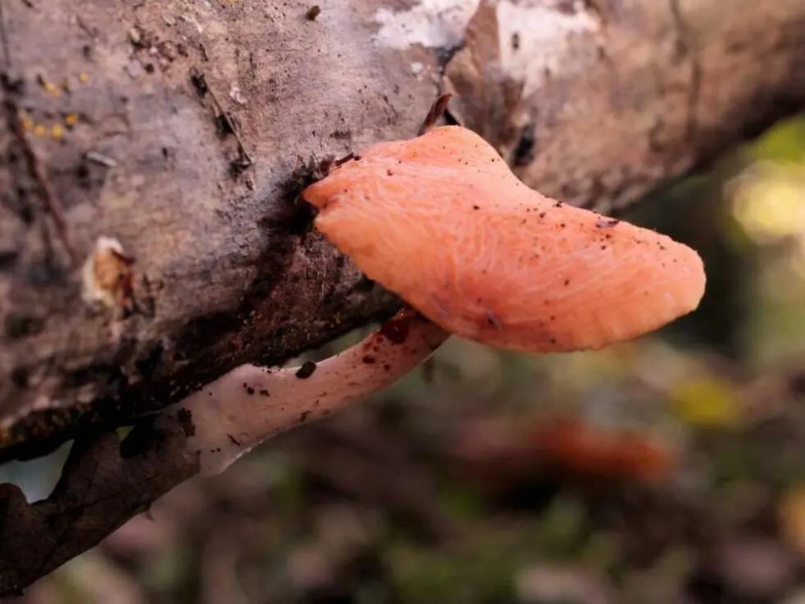 Trovato in collina raro fungo a rischio estinzione