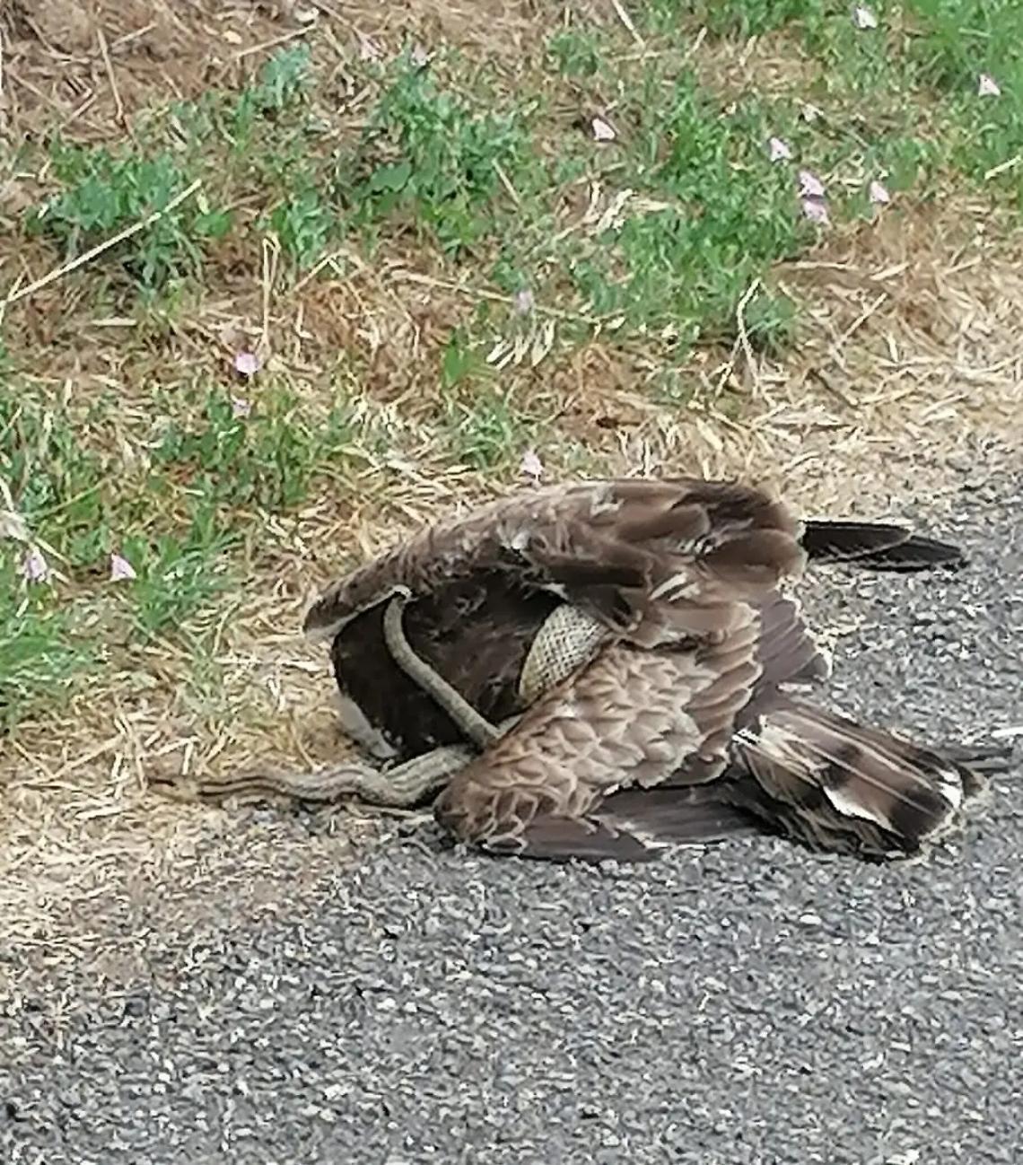 Falco soffocato dal serpente, due carabinieri lo liberano