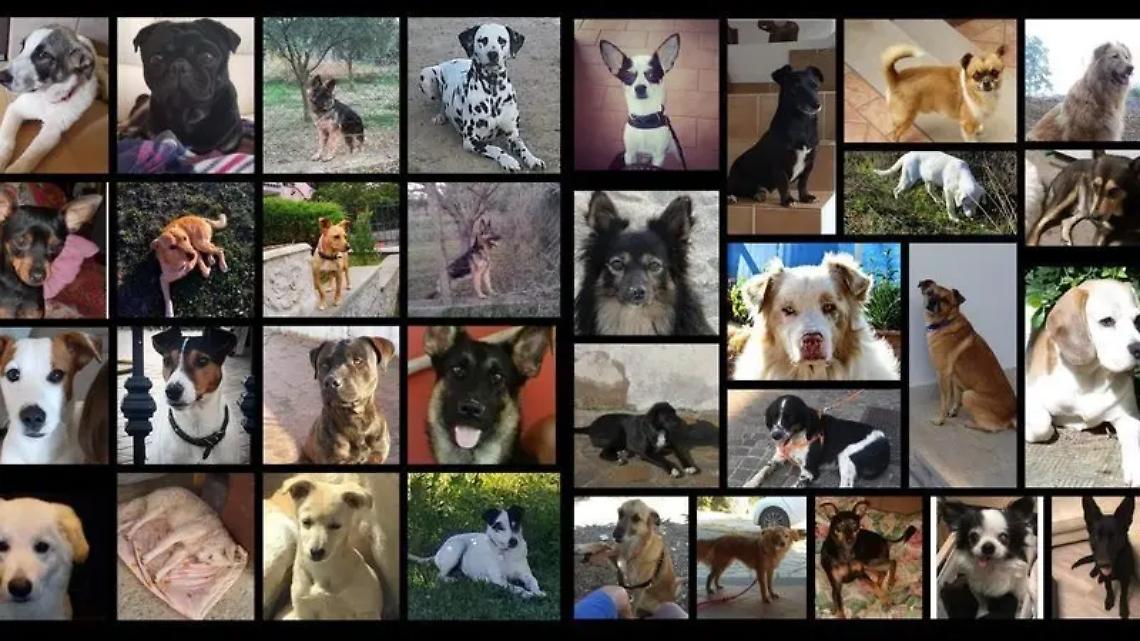 Cani scomparsi, una realt&agrave; di silenzi ed illegalit&agrave;