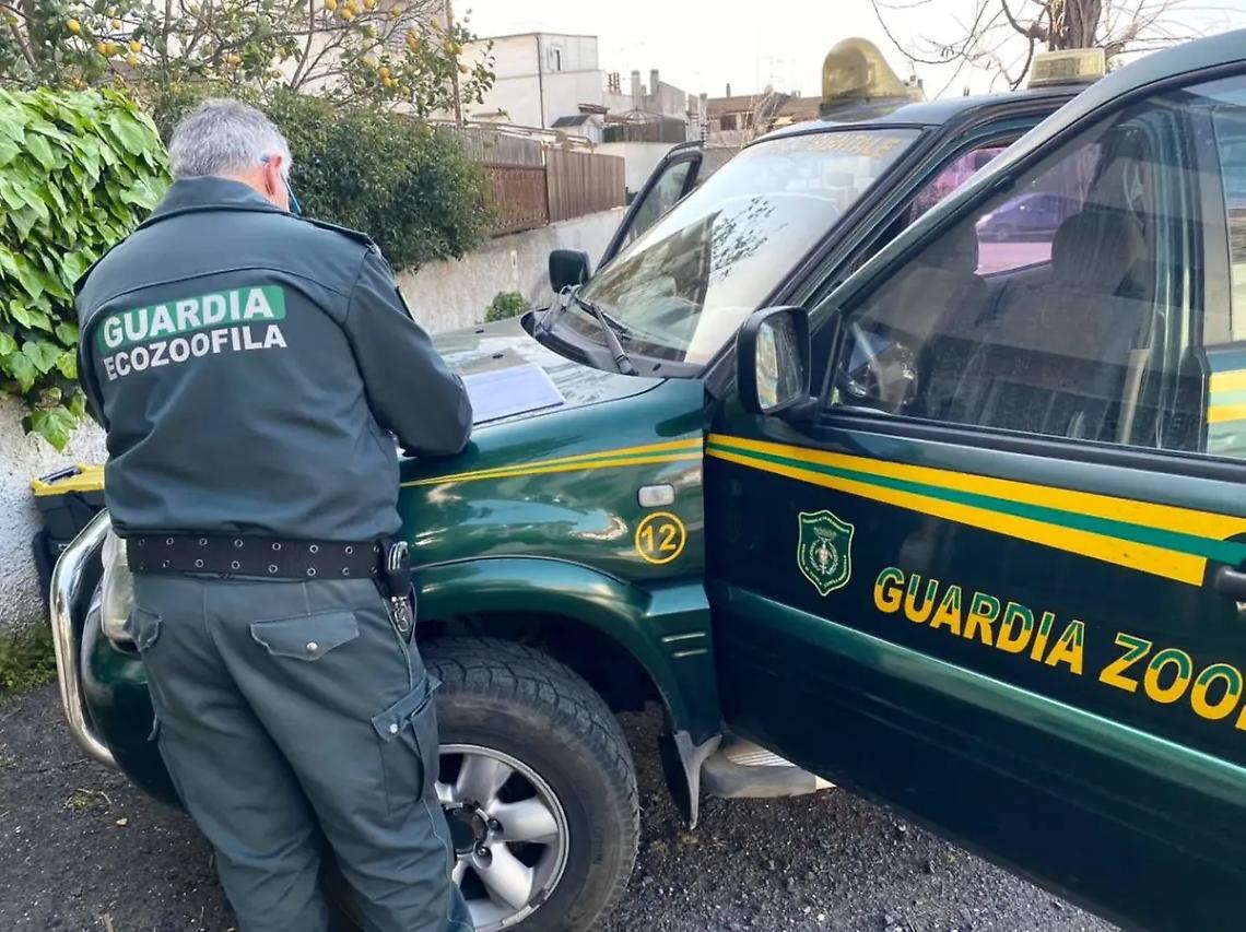 Ancora ratticidi, cani e gatti in pericolo