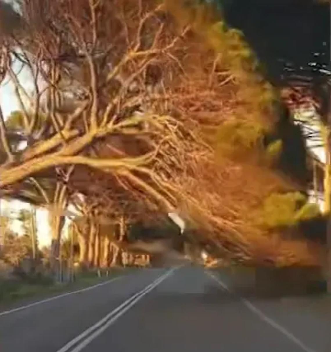 Addio a un altro pino del &ldquo;Sorpasso&rdquo;