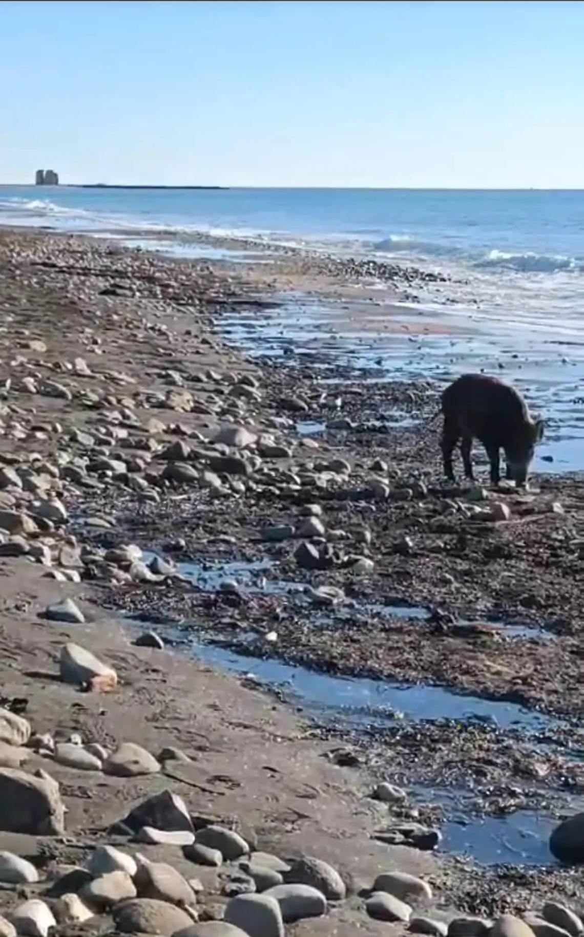 I cinghiali si prendono anche la spiaggia