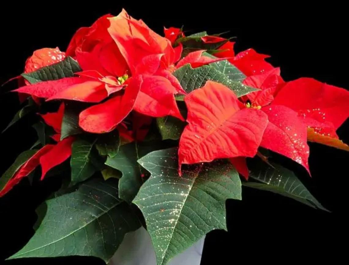 Ail , distribuite 6800 stelle di Natale e stelle di cioccolato