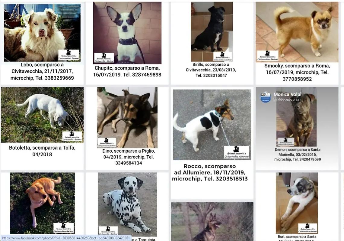 Cani smarriti, &egrave; mistero sul litorale