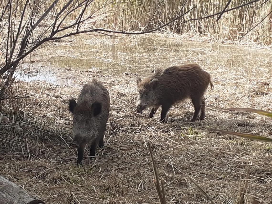 Cinghiale morto, tra le ipotesi la peste suina