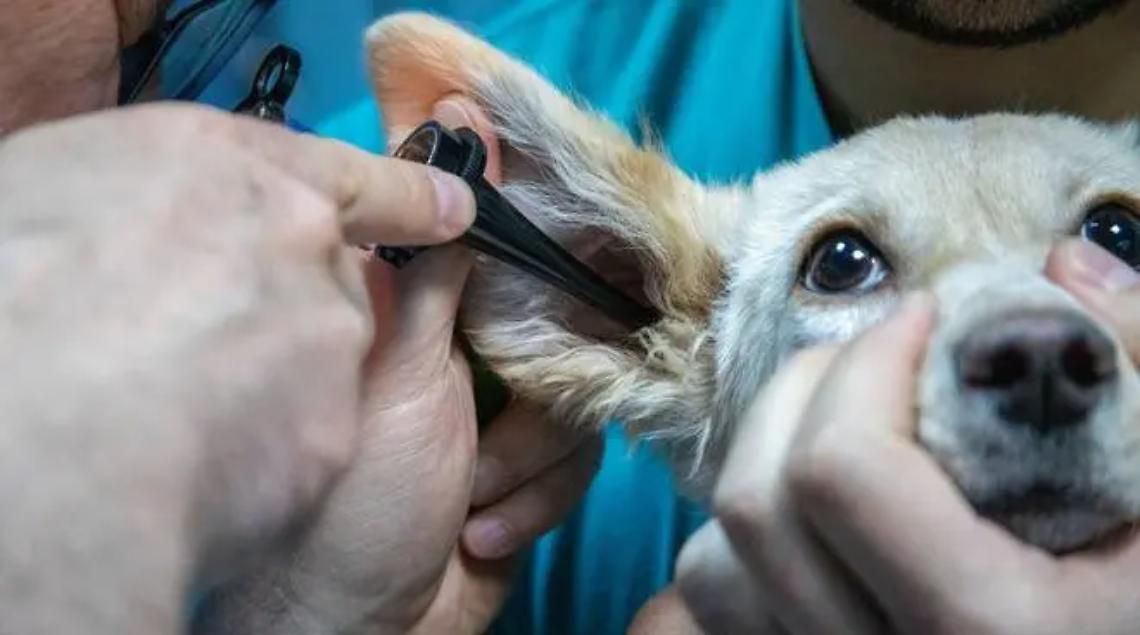 Un albo di medici veterinari: come fare domanda